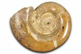 Jurassic Ammonite (Hemilytoceras) Fossil - Madagascar #349158-1